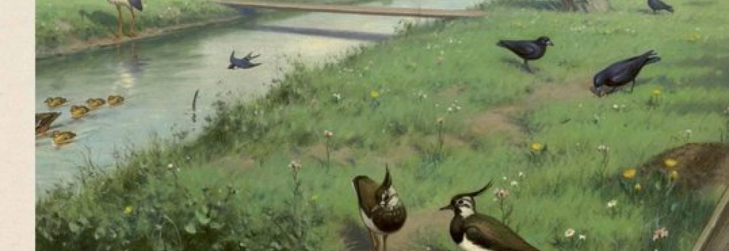 voorkant boek  Natuuramnesie met een tekening van weilanden met sloten, wilgen en vogels