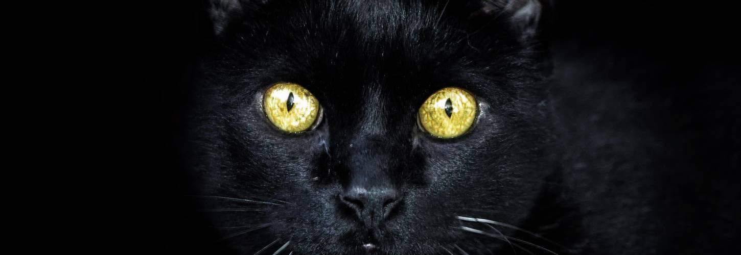 zwarte kat met gele ogen